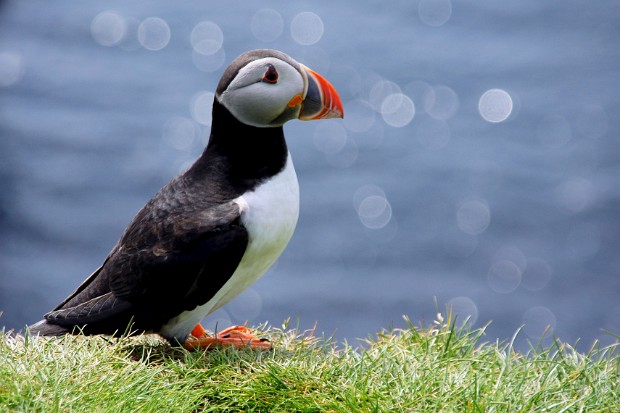 Faroe Islands